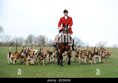 Huntsman e il suo pacco di foxhounds in Devon Foto Stock