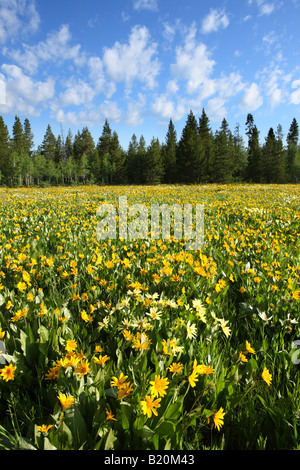 Campo di coloratissimi Arrowleaf balsamroot fiori selvatici in Targhee National Forest Idaho Foto Stock