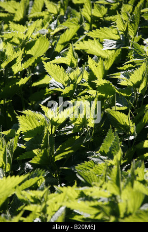Ortica retroilluminato bush in Sun nel campo Foto Stock