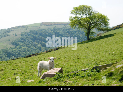 Una molla di agnello sul pendio della collina del Vento, vicino Lynmouth nel Parco Nazionale di Exmoor, North Devon Regno Unito Foto Stock