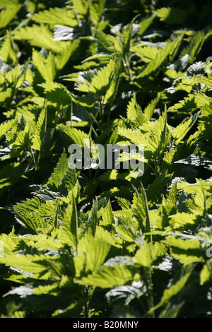 Ortica retroilluminato bush in Sun nel campo Foto Stock