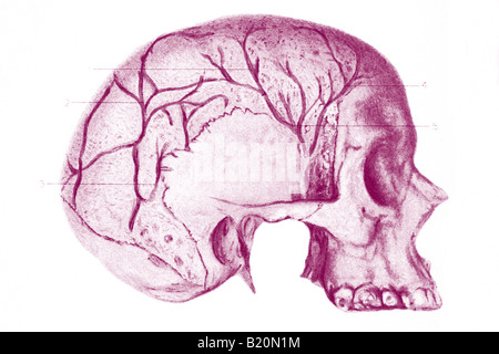 Immagine che mostra il cranio con DIPLOIC VIENS mostrato Foto Stock