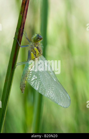 Il rubicondo darter, Sympetrum sanguineum, Dragonfly, Adulti espandendo dopo la rottura del caso larvale, Sussex, Regno Unito, Luglio Foto Stock