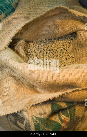 ILLINOIS Riverwoods borsa di tela tirata indietro per mostrare il verde i chicchi di caffè prima di tostatura Foto Stock