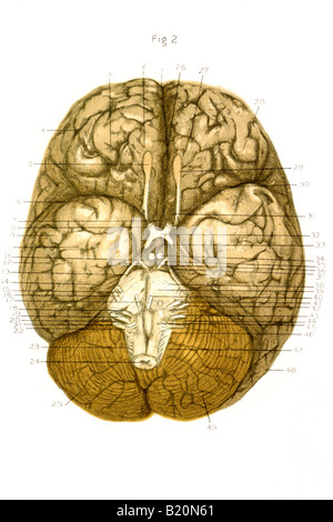 Illustrazione sotto la superficie del cervello nervi cranici Foto Stock