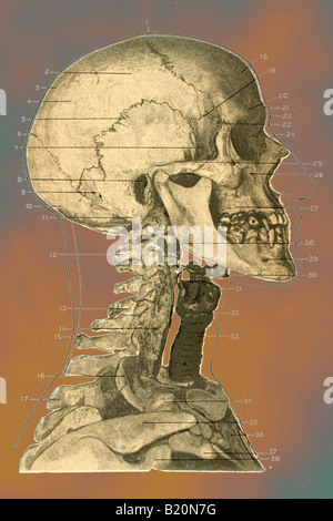 Illustrazione dello scheletro faccia DELLA TESTA E DEL COLLO Foto Stock