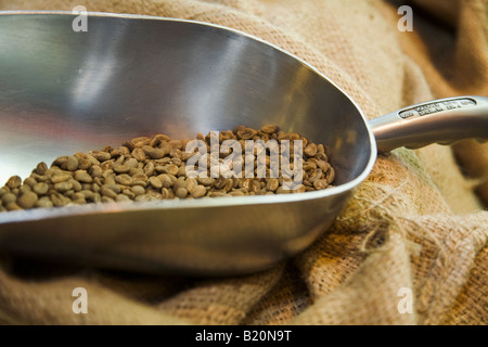 ILLINOIS Riverwoods scoop di metallo verde con i chicchi di caffè appoggiano sul sacchetto di tela Foto Stock