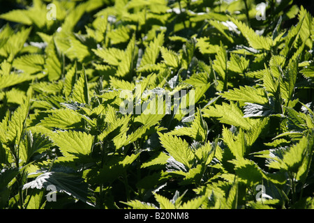 Ortica retroilluminato bush in Sun nel campo Foto Stock