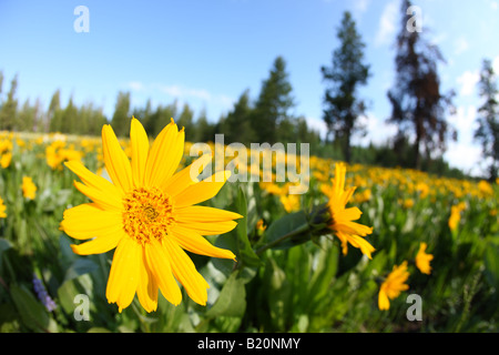 Campo di coloratissimi Arrowleaf balsamroot fiori selvatici in Targhee National Forest Idaho Foto Stock