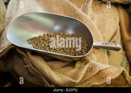 ILLINOIS Riverwoods scoop di metallo verde con i chicchi di caffè appoggiano sul sacchetto di tela Foto Stock