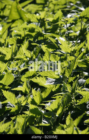 Ortica retroilluminato bush in Sun nel campo Foto Stock
