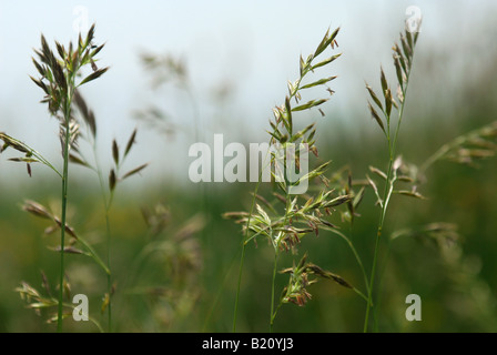 Graminacee ornamentali in onda la brezza sul SWCP South West Coast Path vicino Thurlestone in Devon Foto Stock