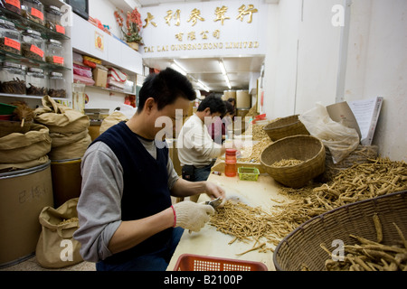 L uomo si prepara il coreano rosso radici di ginseng in vendita a Tai Lai Ginseng Hong Kong shop Wing Lok Street Sheung Wan Cina Foto Stock