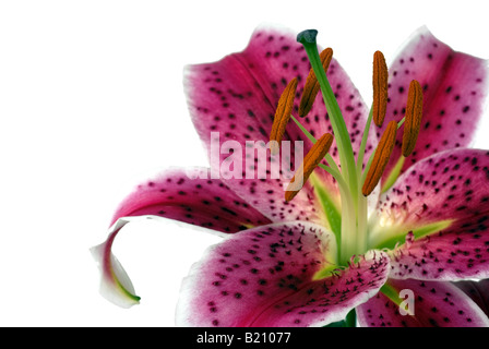 Stargazer-fiore di giglio oriental lily rosa Foto Stock