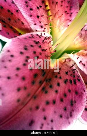 Stargazer-fiore di giglio oriental lily rosa Foto Stock