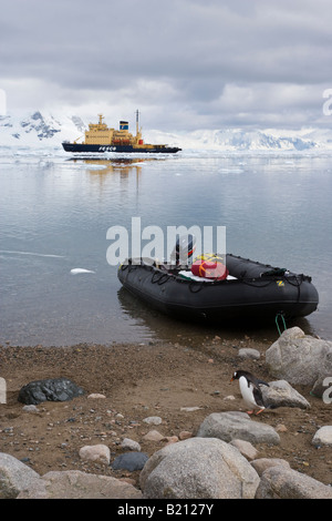Crociera antartico escursione turistica di barca dalla nave in porto legato fino a riva Neko Harbour Antartide 1 pinguino Gentoo a piedi da Foto Stock