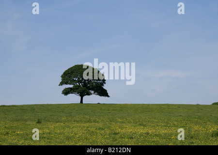 Lone Tree in piedi in un prato di renoncules contro un cielo blu. Foto Stock