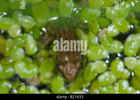 Piccolo froglet posa in lenticchie d'acqua Foto Stock