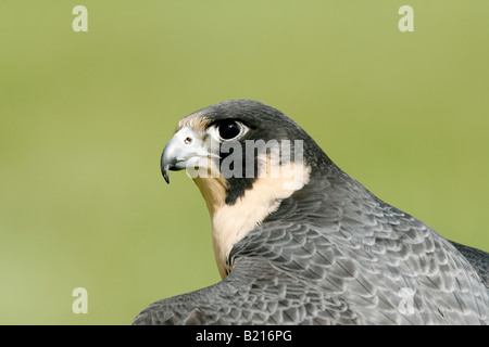 Falco pellegrino captive Foto Stock