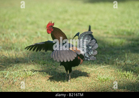 Un maschio di gallo o Red Junglefowl Gallus gallus tropicale a membro della famiglia di fagiano Foto Stock