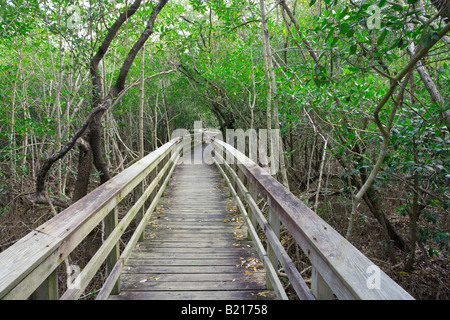 La passerella attraverso la densa foresta nel parco nazionale delle Everglades, Florida, Stati Uniti d'America Foto Stock