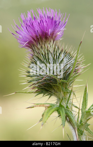 Spear Thistle Cirsium vulgare Foto Stock