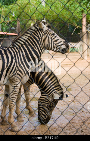 Due Zebra Foto Stock