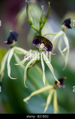 Prosthechea cochleata. Clamshell orchid. Cockleshell orchid Foto Stock