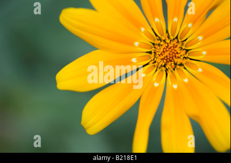 Gazania rigens 'Bicton Orange' Fiore. Fiore del Tesoro Foto Stock