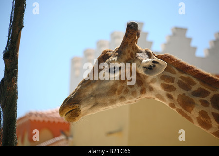 Una giraffa presso lo zoo di Lisbona, Portogallo Foto Stock