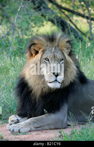 Maschio di leone africano Panthera leo Foto Stock