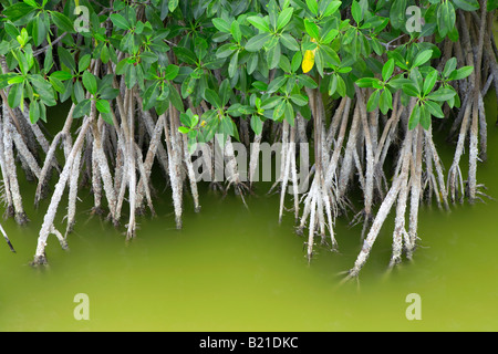 Le mangrovie che crescono in acqua poco profonda in Everglades National Park in Florida Foto Stock