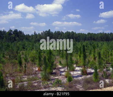 Foglie lunghe PINE PINUS PALUSTRIS CAROLINA DEL NORD Foto Stock