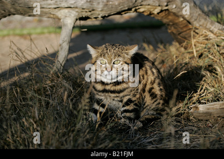 Nero Footed Cat Felis nigripes Foto Stock