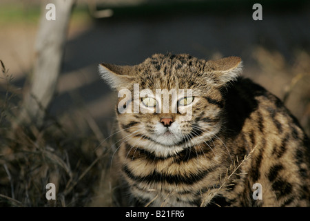 Nero Footed Cat Felis nigripes Foto Stock