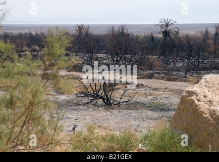 Israele Mar Morto Einot Zuqiom Riserva Naturale vista dopo un disastroso incendio Foto Stock