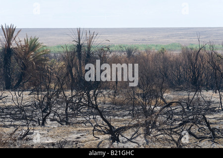 Israele Mar Morto Einot Zuqiom Riserva Naturale vista dopo un disastroso incendio Foto Stock