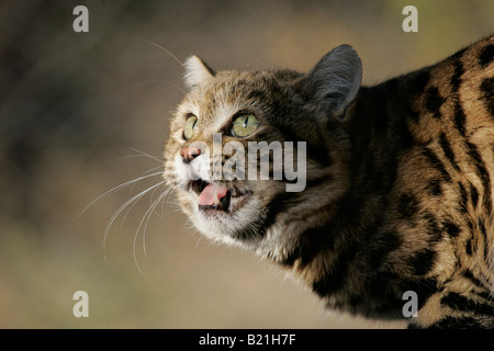 Nero Footed Cat (Felis nigripes) Foto Stock