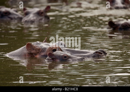 Ippopotamo Hippopotamus amphibius madre e vitello fiume Seronera Serengeti Tanzania Foto Stock