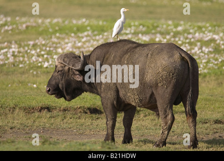 Bufali Syncerus caffer caffer e garzetta cratere di Ngorongoro Tanzania Foto Stock