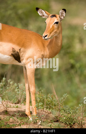 Impala Aepyceros melampus e Red-Billed Oxpecker Buphagus erythorhynchus Lake Manyara National Park in Tanzania Foto Stock