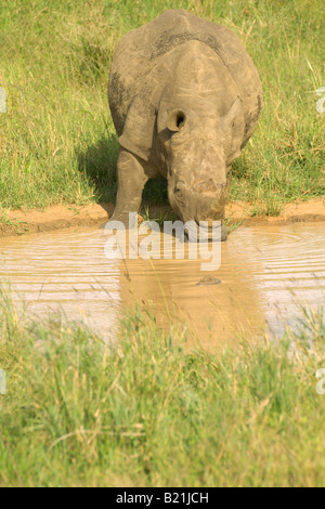 Rinoceronte bianco Ceratotherium simum secondo più grande mammifero terrestre africana impianto di mammifero erbivoro mangiare grazer piazza grande a labbro Foto Stock