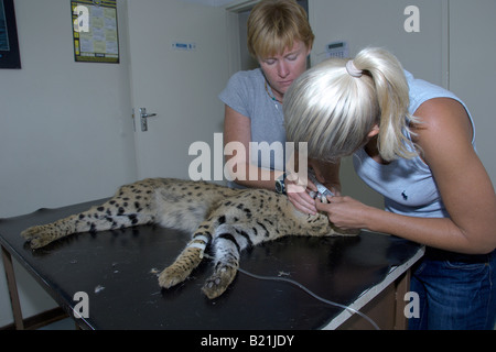 I veterinari dello Zimbabwe operano su un africano Serval Cat Leptailurus serval cui gamba era stata infranta dal passaggio di un veicolo ad Harare. Foto Stock
