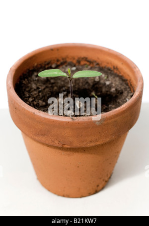 Piantine di pomodoro in una terrina di coccio Foto Stock