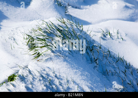 Ciuffo di erba inserimenti attraverso un snow drift Foto Stock