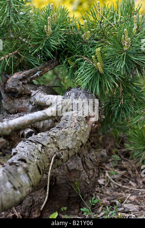 Rami di pino fiorito di un albero in primavera immagini foto foto in formato verticale ad alta risoluzione negli Stati Uniti ad alta risoluzione Foto Stock