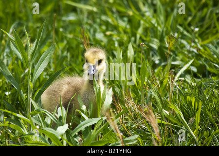 Single Canada Goose Branta canadensis gosling Animal nessuno sfocato sfondo sfocato all'inizio della primavera è arrivato finalmente qui Primavera hi-res Foto Stock