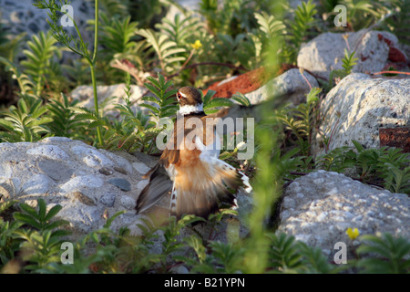 Killdeer tattiche di difesa Foto Stock