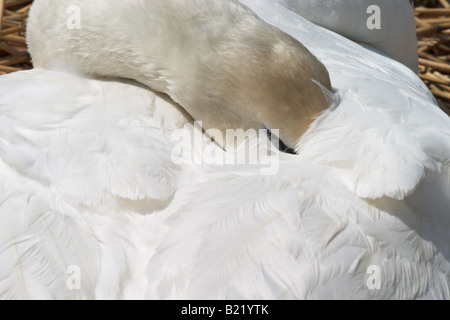 Swan riposato con testa sotto ala a Abbotsbury Swannery, Dorset, Inghilterra, Regno Unito Foto Stock