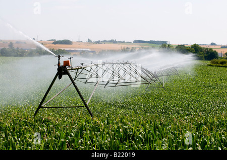 Granoturco / Mais dolce sistema di irrigazione, Vienne, in Francia. Foto Stock